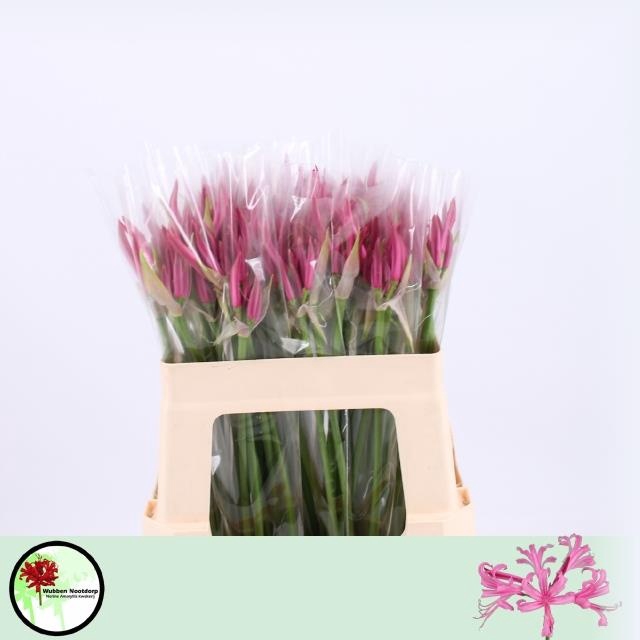 <h4>Nerine Favoriet Wubben</h4>