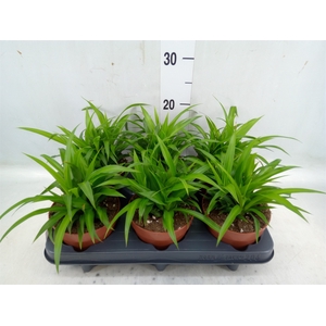 Chlorophytum com. 'Lemon'