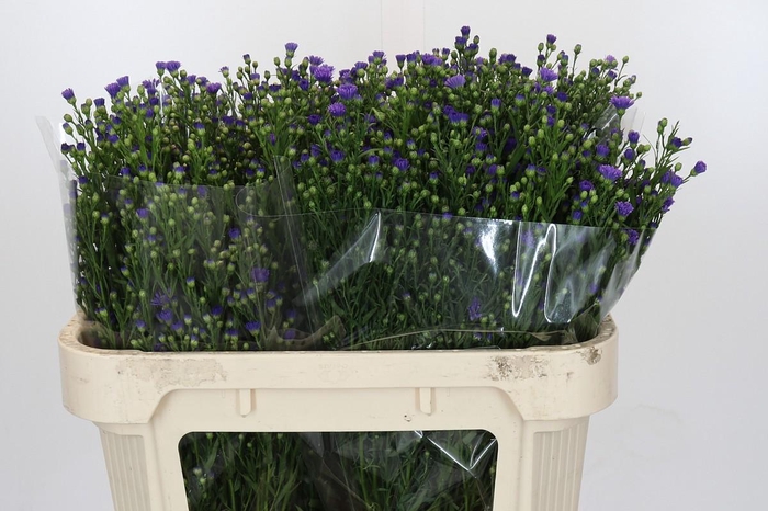 <h4>Aster Casamare</h4>