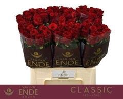 <h4>R GR RED NAOMI!</h4>