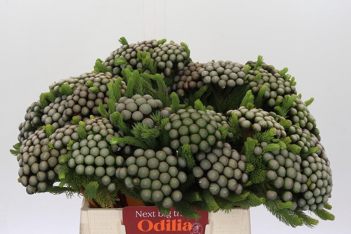 <h4>Cape Green Albiflora</h4>