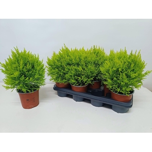 Cupressus Goldcrest Wilma 