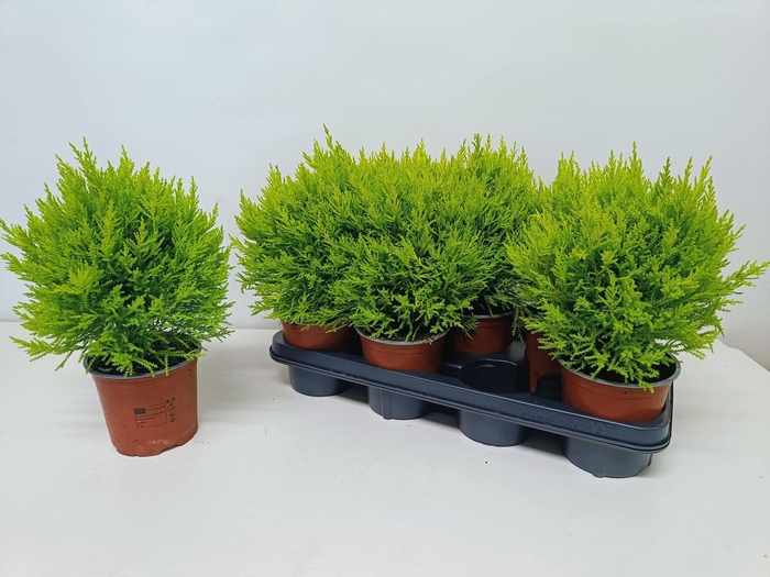 <h4>Cupressus Goldcrest Wilma "p14 bol op pot"</h4>