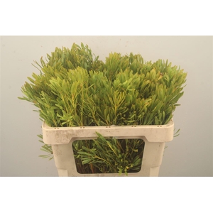 Leucad Platyspermum