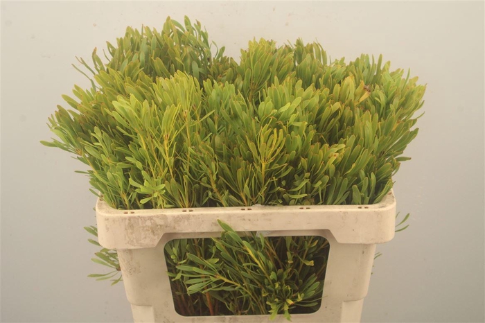 <h4>Leucad Platyspermum</h4>