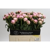 Paeonia Sarah Bernhardt