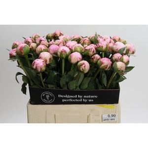Paeonia Sarah Bernhardt