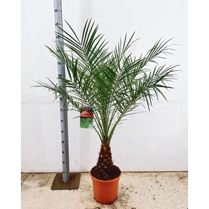 PHOENIX ROEBELENII