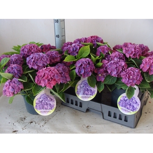 Hydrangea mac. 'Ningbo'