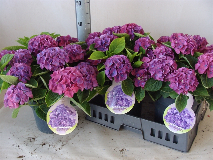 <h4>Hydrangea mac. 'Ningbo'</h4>