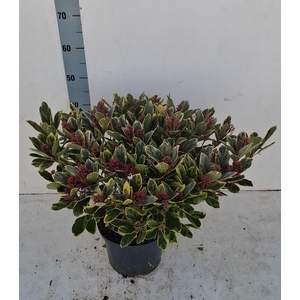 Perosa 23 cm 30+ bloem