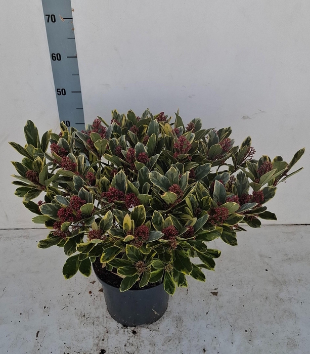 <h4>Perosa 23 cm 30+ bloem</h4>
