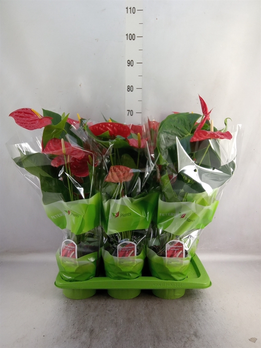 <h4>Anthurium andr. 'Michigan'</h4>