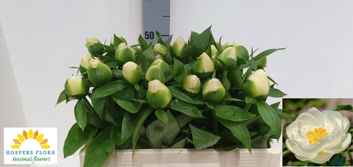 <h4>PAEO PRAIRIE MOON</h4>