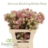 Serruria Blushing Brides Rose 10+ Flwrs