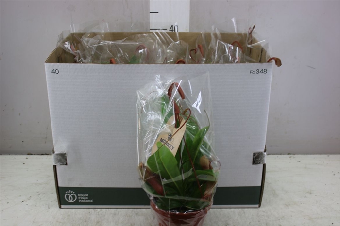 <h4>Nepenthes Alata Hang 10+</h4>