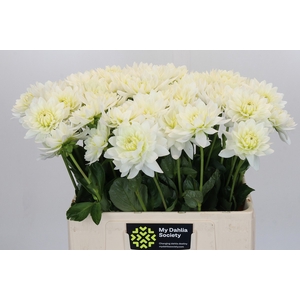 Dahlia Karma M. Zwaan