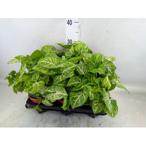 Syngonium  'Arrow'