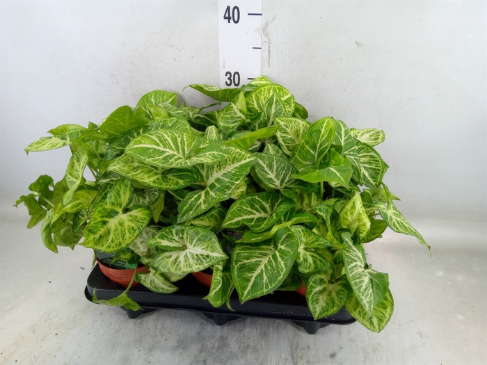 <h4>Syngonium  'Arrow'</h4>