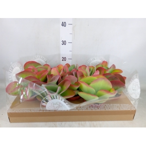 Kalanchoe NF thyrsiflora