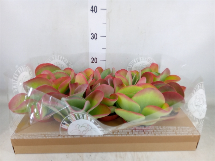<h4>Kalanchoe NF thyrsiflora</h4>