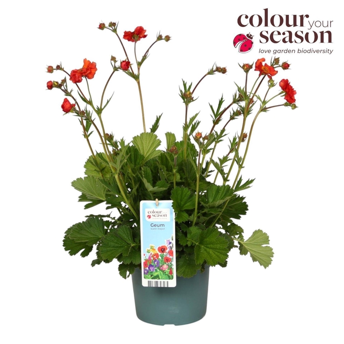 <h4>Geum Macgeu001</h4>