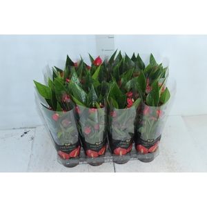 ANTHURIUM MINI MILLION FLOWERS P09