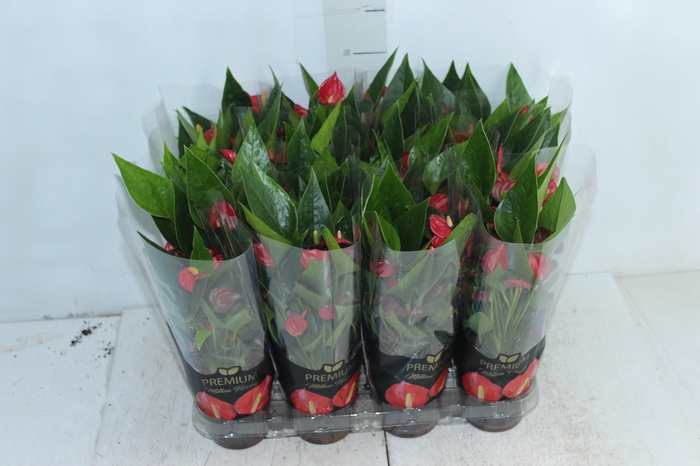 <h4>ANTHURIUM MINI MILLION FLOWERS P09</h4>