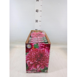 Dahlia   ...flowerbulbs