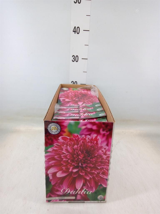 <h4>Dahlia   ...flowerbulbs</h4>