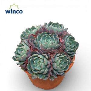 Echeveria Sitifukumiana (Group)