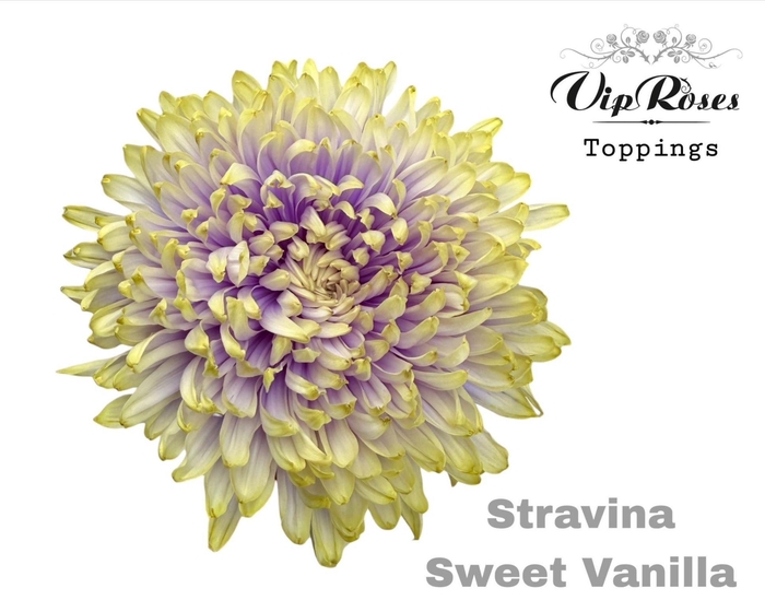 <h4>CHR G STRAVINA Paint SWEET VANILLA</h4>