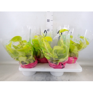 Epipremnum pinn. 'Golden Pothos' HG