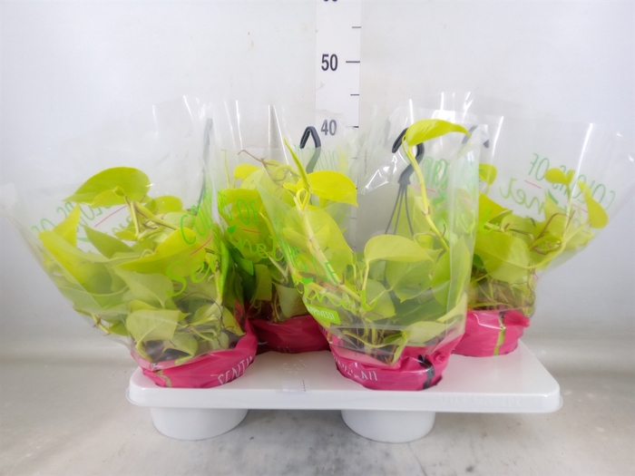 <h4>Epipremnum pinn. 'Golden Pothos' HG</h4>
