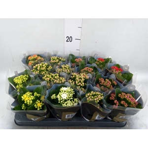 KALANCHOE BLOS. 'ROYALDON'   ..MIX