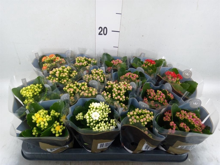 <h4>KALANCHOE BLOS. 'ROYALDON'   ..MIX</h4>