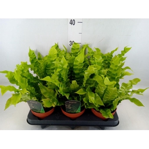 Asplenium nidus 'Crispy Wave'