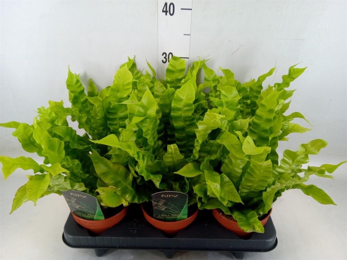<h4>Asplenium nidus 'Crispy Wave'</h4>
