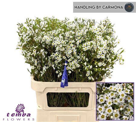 <h4>Chamelaucium Double Queen White 80cm 60gr</h4>