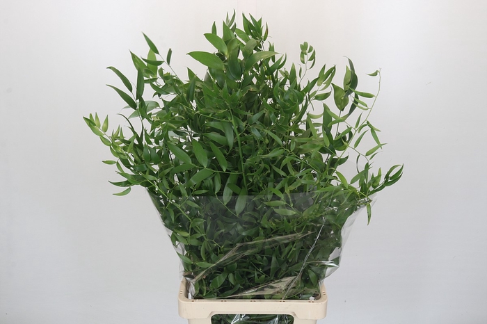 <h4>Ruscus Fine Long x3</h4>