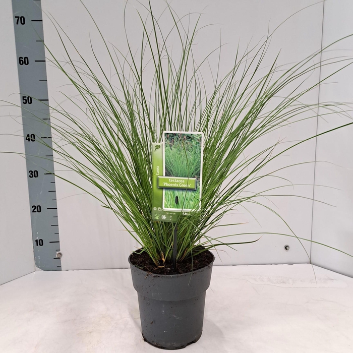 <h4>Carex testacea 'Phoenix Green'</h4>