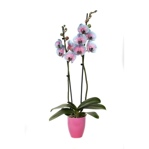 Change Pink Phal I Am Bubblegum 2T14+