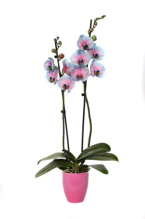<h4>Change Pink Phal I Am Bubblegum 2T14+</h4>