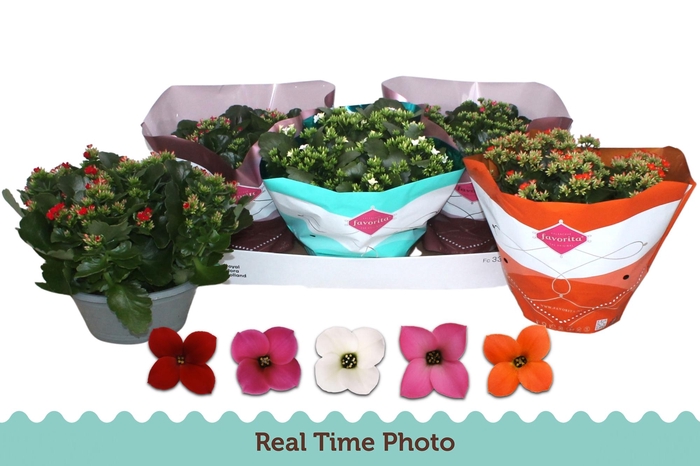 <h4>KAL EN GEM 5 KL</h4>