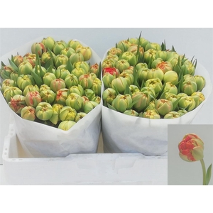 Tu Du Gudoshnik Double