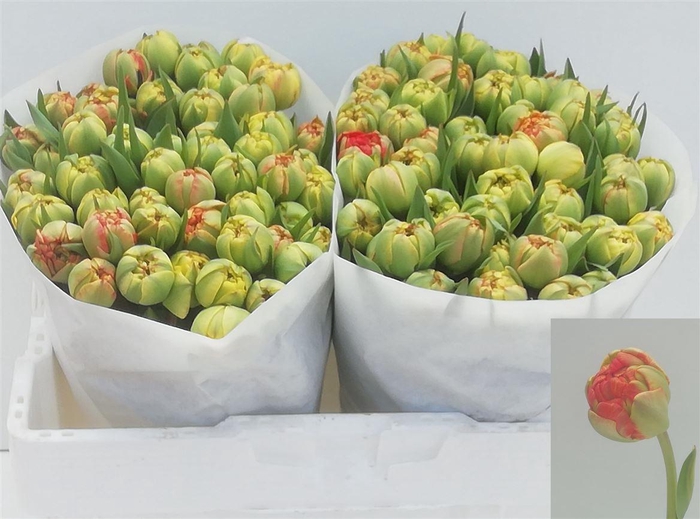 <h4>Tu Du Gudoshnik Double</h4>