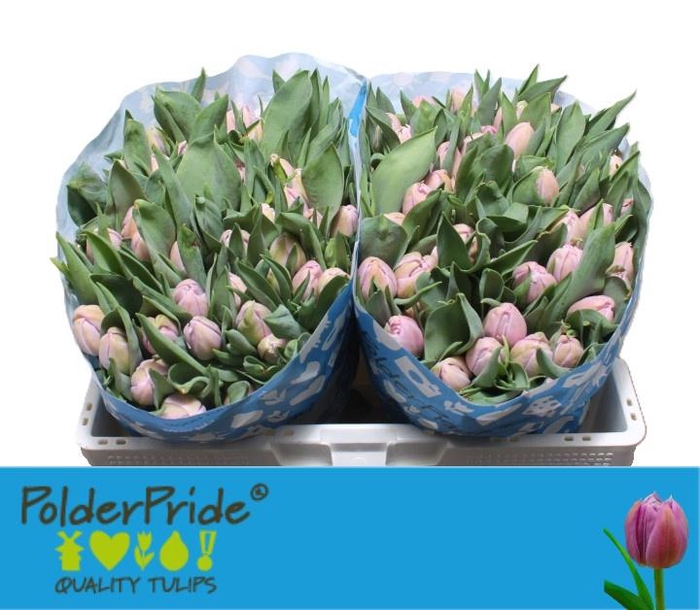 <h4>TU DU KATINKA</h4>