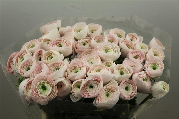 <h4>Ran Cloni Ex Hanoi</h4>