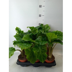 Alocasia  'Low Rider'