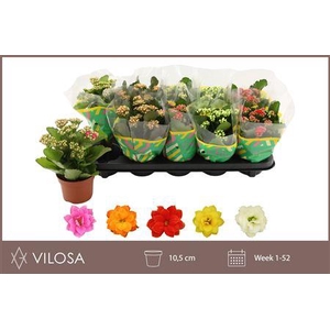 Kalanchoe Double Mix, 5 Colours